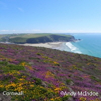 Clifftop flowers Cornwall Clifftop flowers Cornwall
